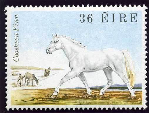 Connemara-Pony "Coosheen Finn" (Equus ferus caballus)
