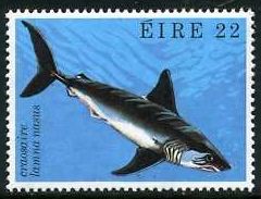Porbeagle Shark (Lamna nasus)