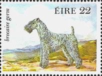 Kerry Blue Terrier (Canis lupus familiaris)