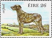 Irish Wolfhound (Canis lupus familiaris)
