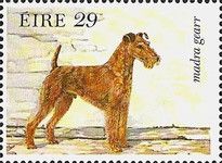 Irish Terrier (Canis lupus familiaris)