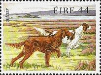 Irish Setter (Canis lupus familiaris)