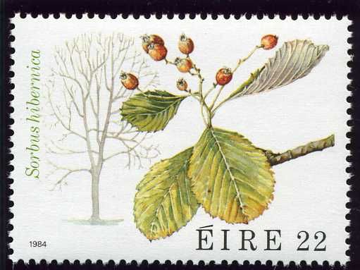 Irish Whitebeam (Sorbus hibernica)