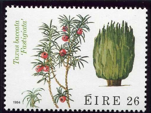 Common Yew (Taxus baccata)