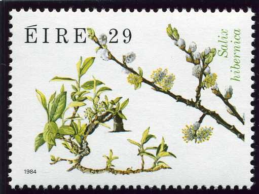 Tea-leaved Willow (Salix hibernica)