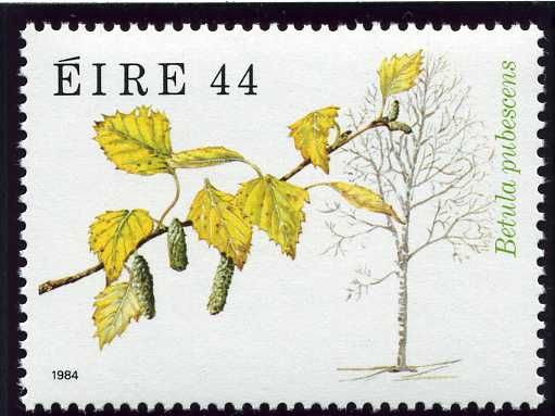 Downy Birch (Betula pubescens)