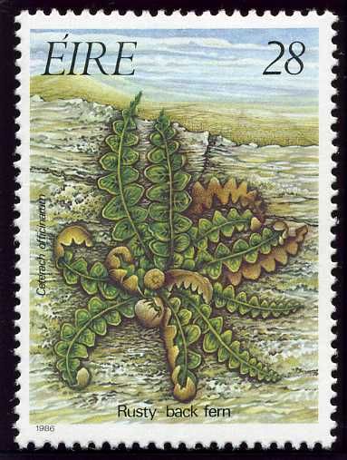 Rustyback (Asplenium ceterach)