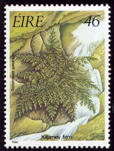 Killarney Fern (Trichomanes speciosum)
