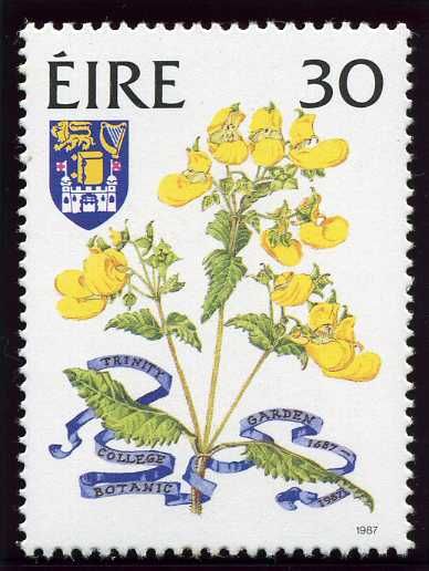 Calceolaria biflora - Botanic Garden