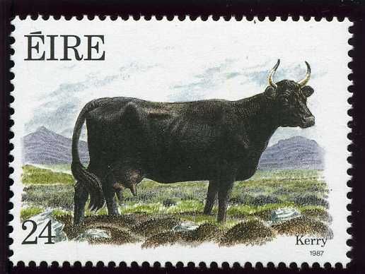 Kerry Cow (Bos primigenius taurus)