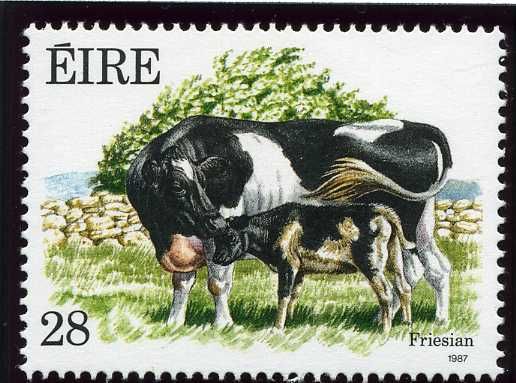 Friesian Cow with Calf (Bos primigenius taurus)