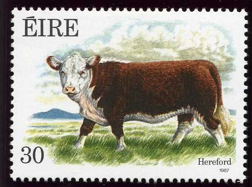 Young Hereford Ox (Bos primigenius taurus)