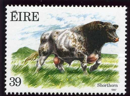 Shorthorn Bull (Bos primigenius taurus)