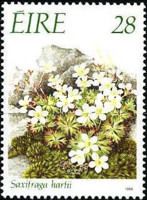 Saxifraga hartii