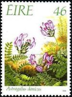 Purple Milk-vetch (Astragalus danicus)