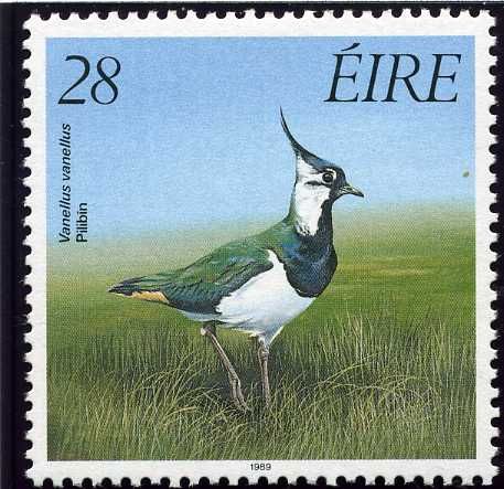 Northern Lapwing (Vanellus vanellus)