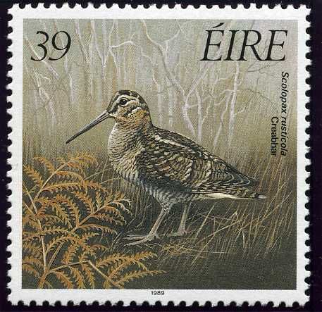 Eurasian Woodcock (Scolopax rusticola)