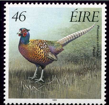 Common Pheasant (Phasianus colchicus)