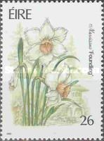 Narcissus 'Foundling'