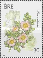 Rosa x hibernica