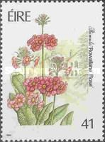 Primula 'Rowallane Rose'