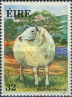 Wicklow Cheviot (Ovis ammon aries)
