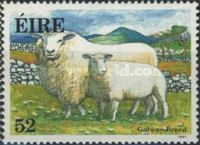 Galway Breed (Ovis ammon aries)