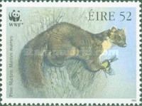 Pine Marten (Martes martes) catching Great Tit