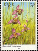 Bee Orchid (Ophrys apifera)