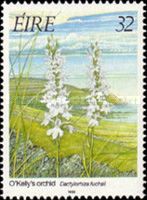 Common Spotted Orchid (Dactylorhiza fuchsii)