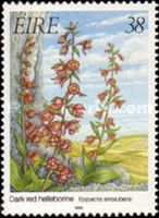 Dark-red Helleborine (Epipactis atrorubens)