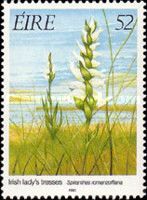 Irish Lady's-tresses (Spiranthes romanzoffiana)