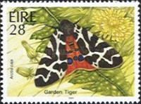 Garden Tiger Moth (Arctia caja)
