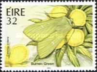 Burren Green (Calamia tridens)