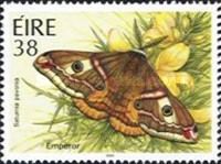 Small emperor moth (Saturnia pavonia)