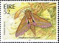 Elephant Hawkmoth (Deilephila elpenor)