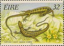 Common Lizard (Zootoca vivipara)