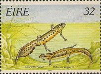 Smooth Newt (Triturus vulgaris)
