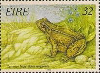 Common Frog (Rana temporaria)