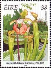 National Botanic Gardens 1795-1995 - Sarracenia x moorei