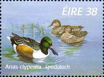Northern Shoveler (Anas clypeata)