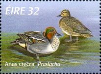 Common Teal (Anas crecca)