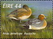 Eurasian Wigeon (Anas penelope)