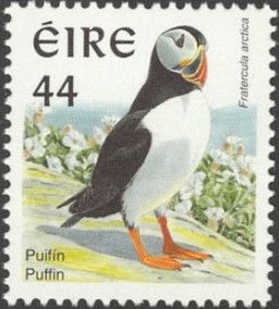Atlantic Puffin (Fratercula arctica)