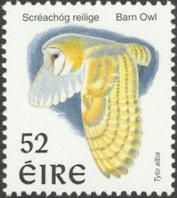 Western Barn Owl (Tyto alba)