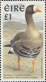 Greenland White-fronted Goose (Anser albifrons flavirostris)