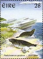 Grey Seal (Halichoerus grypus)