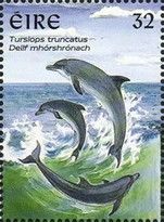 Common Bottlenose Dolphin (Tursiops truncatus)