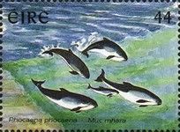 Harbour Porpoise (Phocoena phocoena)
