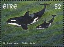 Killer Whale (Orcinus orca)